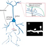 Diagram of Neuron