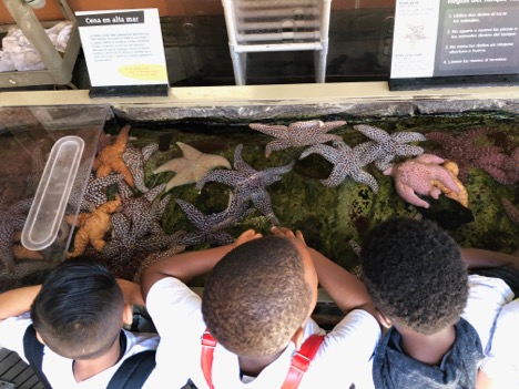 California Science Center Starfish